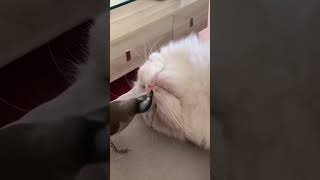 The bird and the cat #shots #Funnycats #funnyvideo