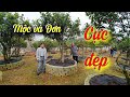SH.4513. Bất Ngờ Trước Vườn Mộc Hương Và Mẫu Đơn Lớn Nhất Trấn Yên Yên Bái Của ông Nguyễn Hữu Tuyên.