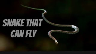7 Interesting Facts You Didn't Know About Snakes