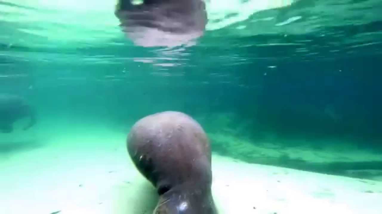 Manatees On The Weeki Wachee River YouTube