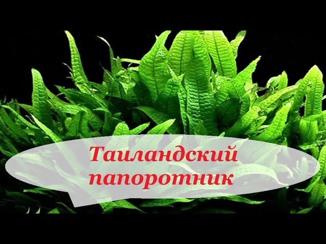 Таиландский папоротник, узколистный, винделов, содержание в аквариуме, размножение.