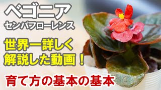 ベゴニア センパフローレンスの育て方 花がら摘み 植え替え 食べちゃいます！（笑）