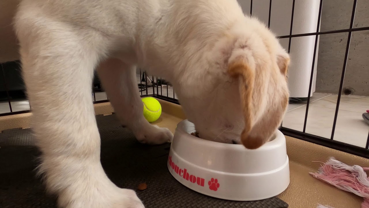 【子犬 パピーラブラドールの食事】お腹が空いてイライラするラブラドールレトリーバーの子犬 YouTube