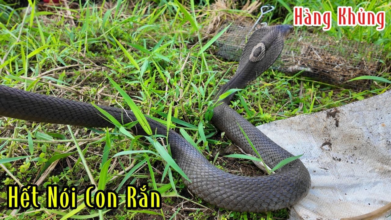 Chờ Đợi Gần 1 Tháng Mới Bắt Được Mày Con Này Hàng Đại | Mười Thương Săn Bắt