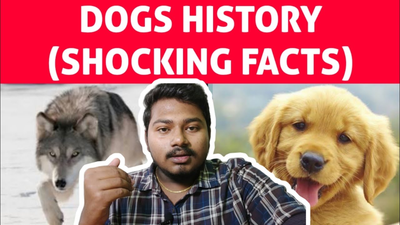 Dogs History Tamil Facts About Dogs Dog history facts Evolution