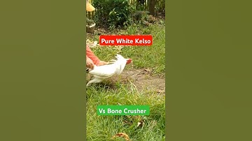 Pure White Kelso vs Bone Crusher