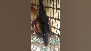 Gà rừng rặc đẹp ko