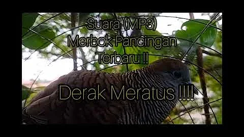 Suara (Mp3) Pancingan Merbok Terbaru !! Galak Derak Meratus !!