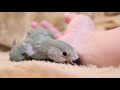 【コザクラインコ】新しい仲間が増えました