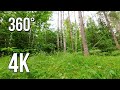 Summer Forest After Rain. 4K video in 360 Degrees.