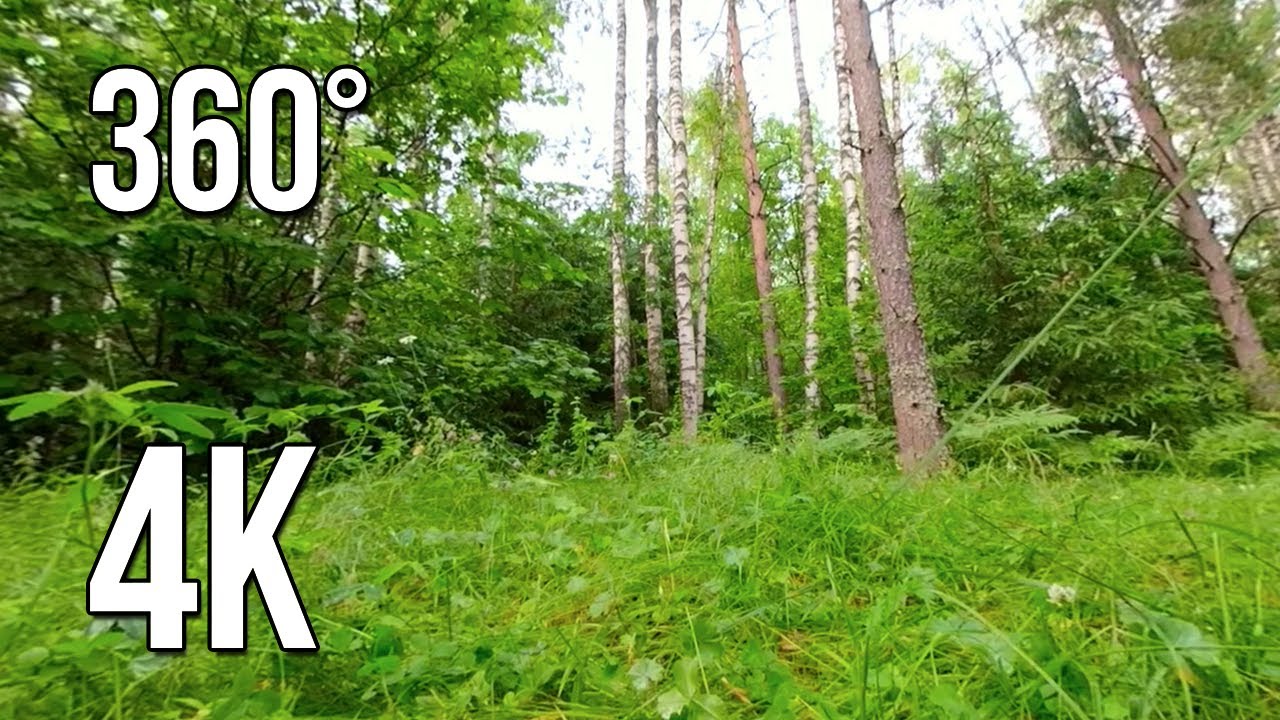 Летний Лес После Дождя. 4K Видео в 360 Градусов.