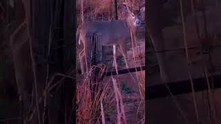 “Big Whitetail Buck Hunting | Trophy Deer Caught on Camera 🦌🔥”#DeerHunting #Whitetail #Hunting