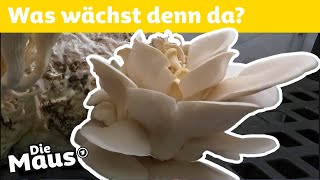 Wie züchtet man Austernpilze? | DieMaus | WDR