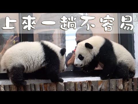 《熊貓早晚安》別鬧！上來一趟不容易 | iPanda熊貓頻道