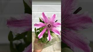 Clematis from ASDA #clematis #gardening #1million