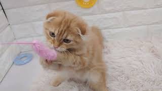 No.188080スコティッシュフォールド　ペットショップ犬の家＆猫の里東海名和店