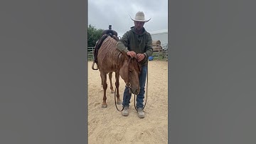 Pro tips for bridling. #horse #horses #horsemanship #rosehorsemanship #ryanrose