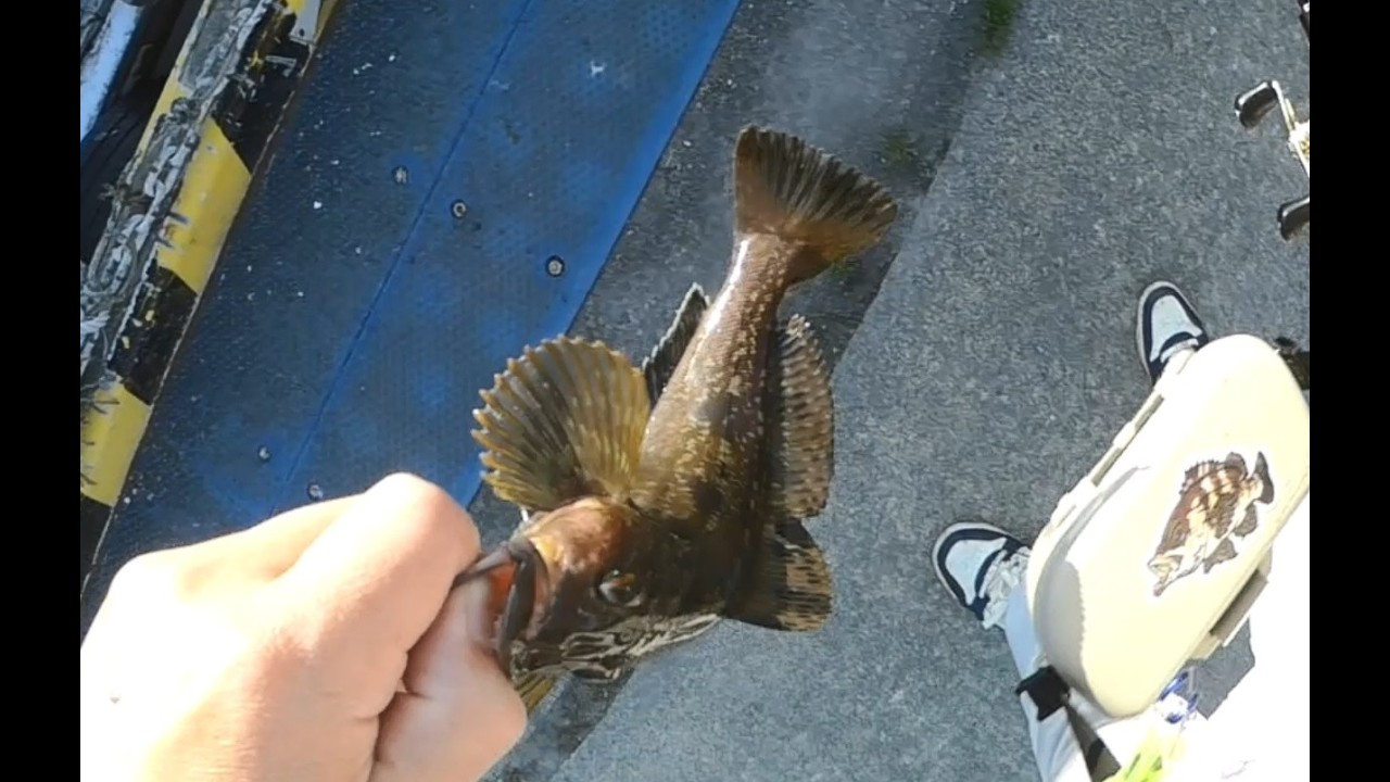 堤防からのロックフィッシュ　魚に合わせて貰っています　20260504