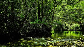 Small corner of the beautiful river. birds chirping. Forest sounds. Babbling of the river. Relax by Listen To Nature 1,226 views 5 days ago 6 hours, 10 minutes