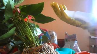Выращивание садовой герберы: видео-инструкция как сажать своими руками, особенности посадки, ухода, фото