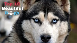 Top 10 Beautiful Dogs