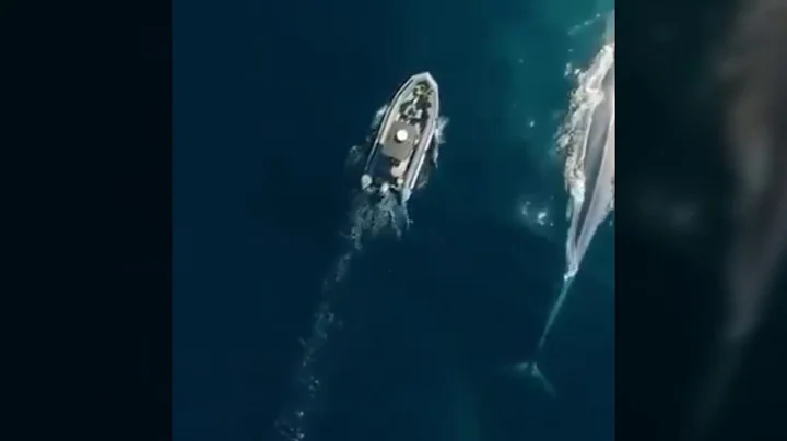 Sailing with blue whale : Drone Footage..!!