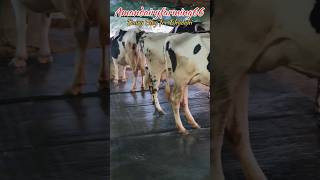 PLEASE SUBSCRIBE 🙏 Amandairyfarming66 #shortvideo #viral #viralvideo #trading