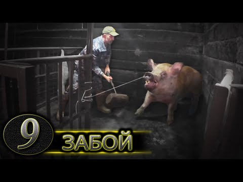 Видео: Наблюдая за убийством свиней с Альбиной - Matador Network