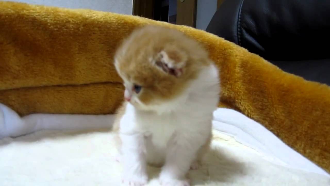 スコティッシュフォールドの赤ちゃん 20011 4 Youtube スコティッシュフォールドの赤ちゃん 20011 4 Youtube