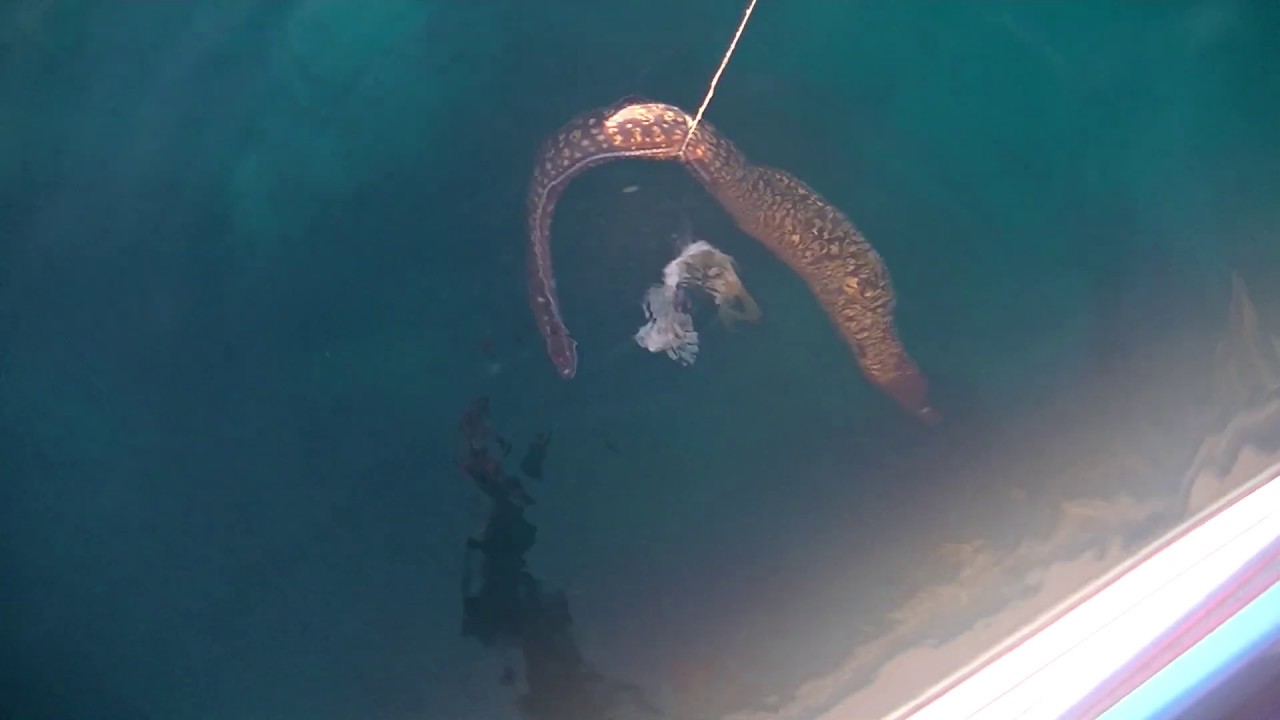 Murene a tutto spiano come se piovesse - ATTENZIONE: immagini cruente