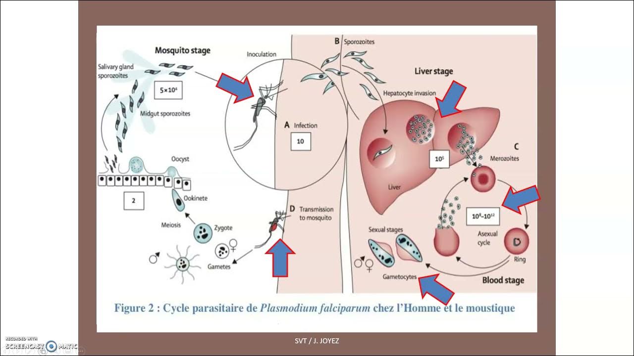 Le paludisme ou malaria, une maladie à transmission vectorielle - YouTube