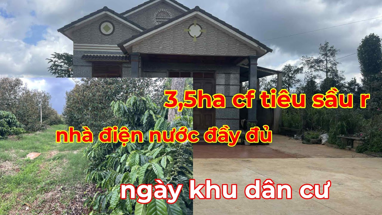Bán 3,5ha cà phê tiêu sầu riêng,nhà cửa điện nước đầy đủ,ngay khi dân cư lh 0366592989