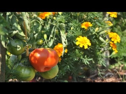 Planter des tomates