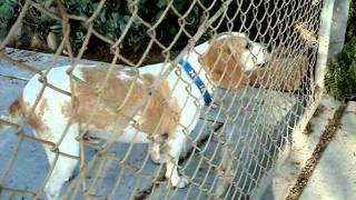 Lemon Beagle, Ers, Barking And Howling Debut