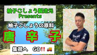 柚子こしょうの原料　生産者の思い《唐辛子編》