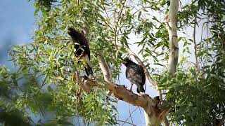 Harris's Hawk Calls