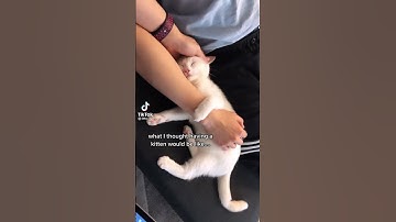 cat=chaos