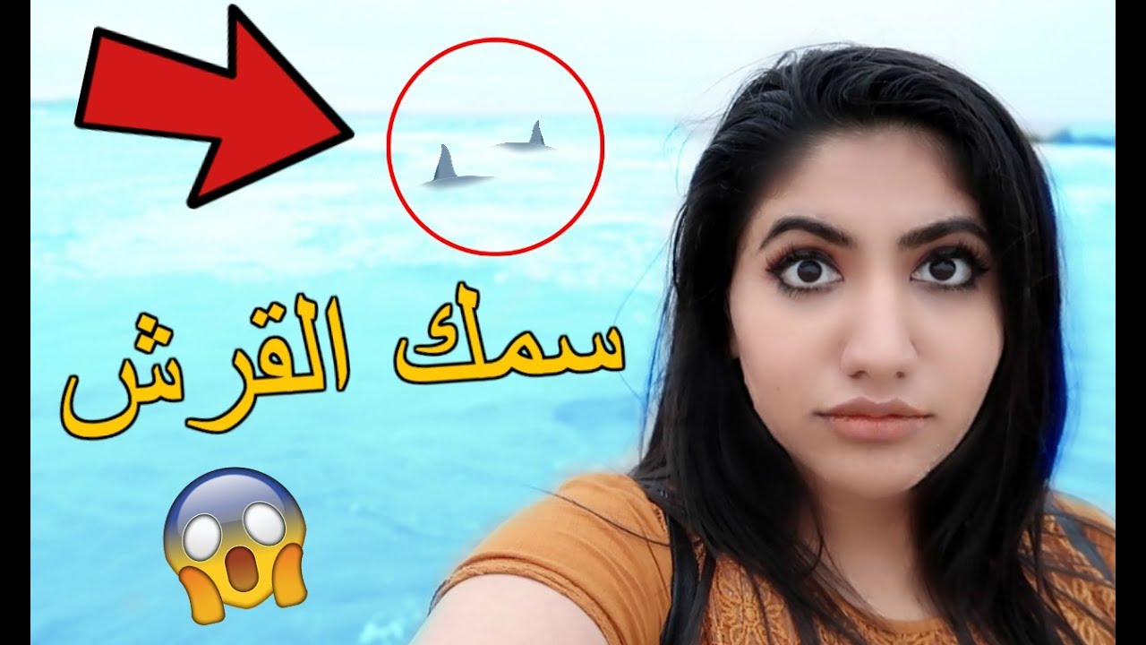 نور ستارز تمثيل شفنا سمك القرش !! | رحلتنا للوس انجلوس | Crazy Vlog in Los Angeles