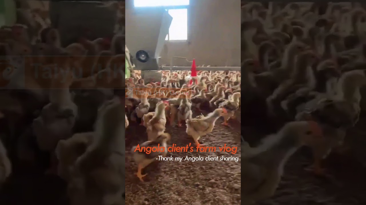 Angola Layer Poultry Farm, Automatic Chicken Feeding And Nipple Drinker Water, Deep Litter  