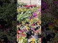 COLOURFUL FLOWERS at POILENG FESTIVAL 🌺🌹🌼🌻🪴🍂🥀💮#satisfying #short#trending #best #video #ytshorts