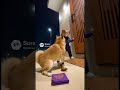 楽器わんこたち🐶🎵　Musical Instrument Dogs #ai #cute #踊れオーケストラ #funny #kawaii #animals #baby #かわいい #music