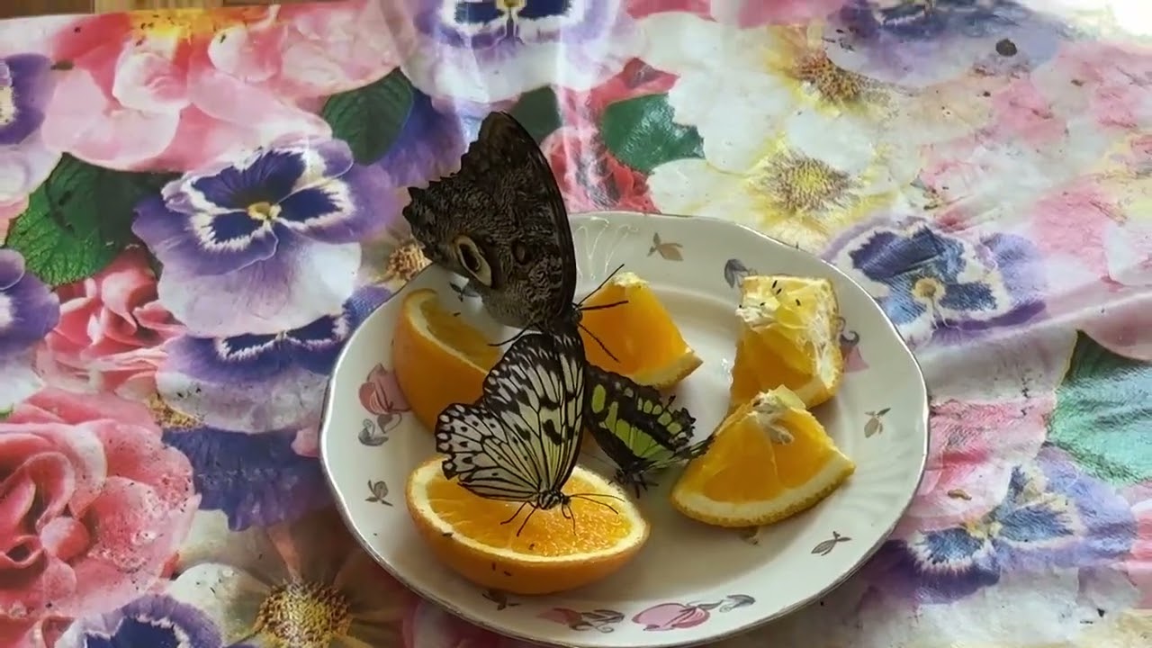 🦋✨ The House of Living Exotic Butterflies ✨🦋