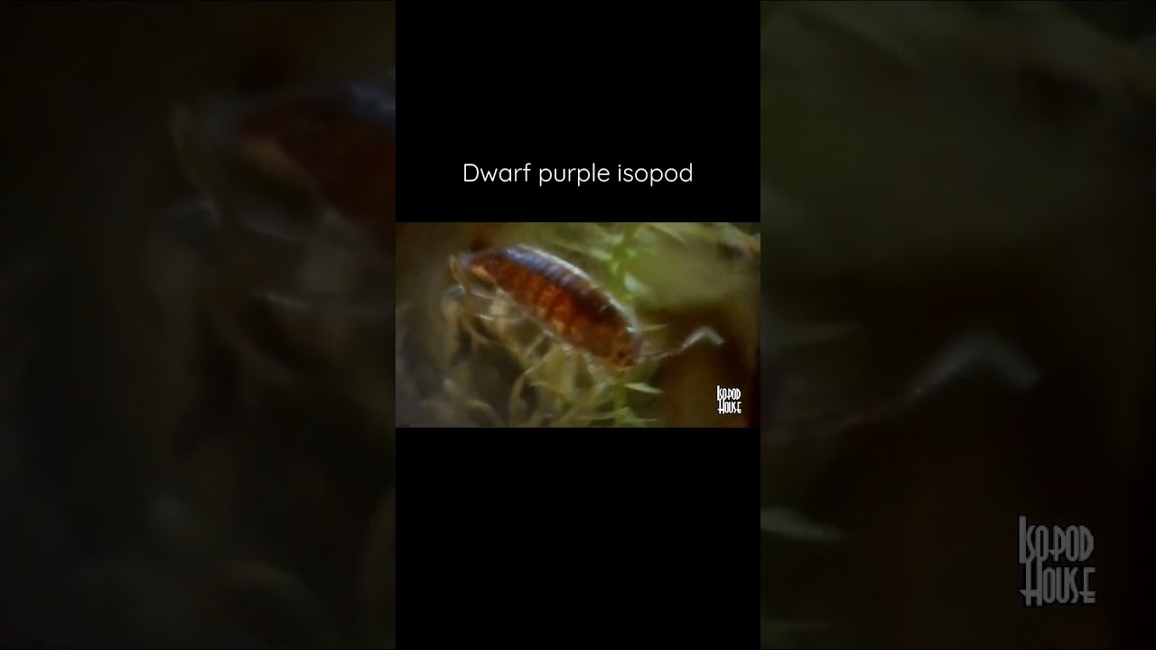 One of my Dwarf purple 