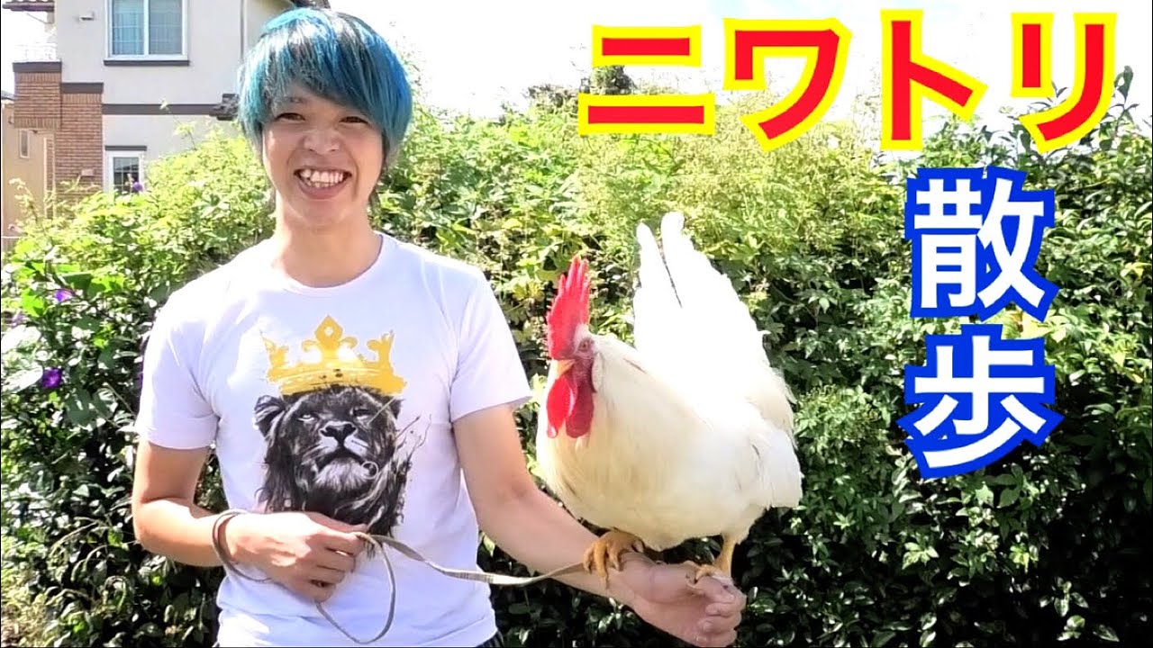 Strange Sights] Let's go for a walk with Ptera (a chicken)! [New