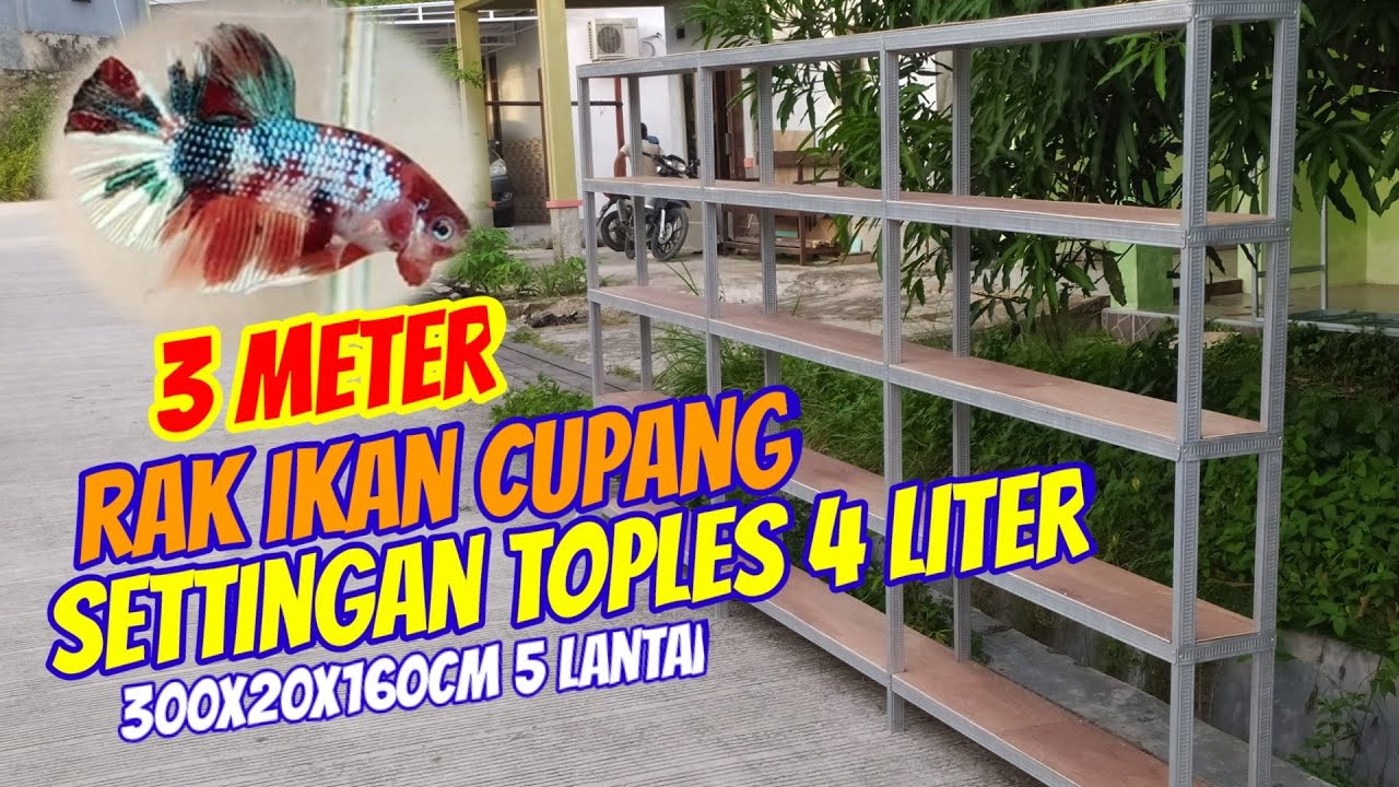 3 Meter Rak Ikan Cupang Setingan Toples 4 Liter