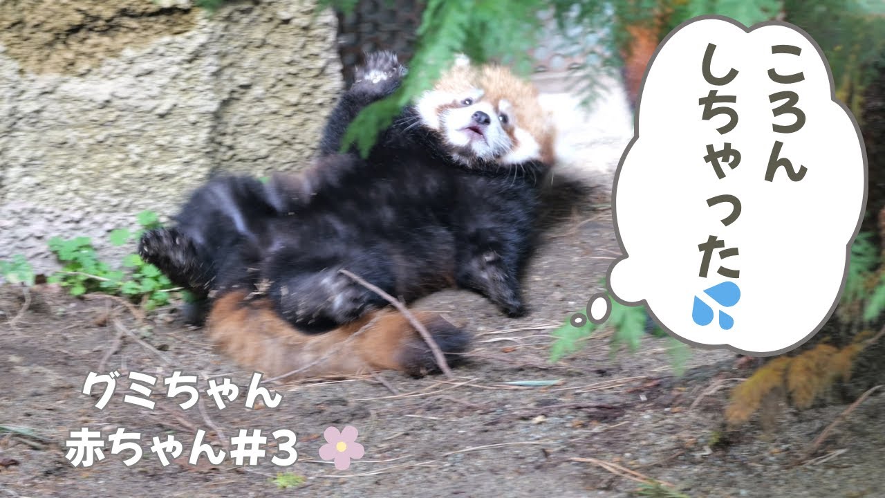 ころんしちゃった…それでも葉っぱが好き！✨