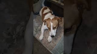 Бобик подарок жуёт) #джекрасселтерьер #jackrussells #бобик #bobik #shorts #dog #собака