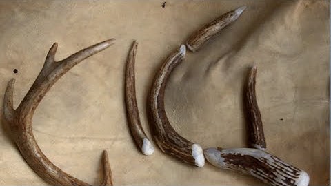 388 - Whitetail Antler Tools 12Aug2015