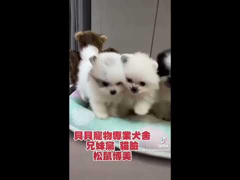 貝貝寵物專業犬舍-貓臉 松鼠博美 兄妹黨