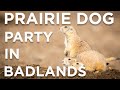 Prairie Dog Party and Landscape Photography in Bad Weather At Badlands National Park Settings Tips